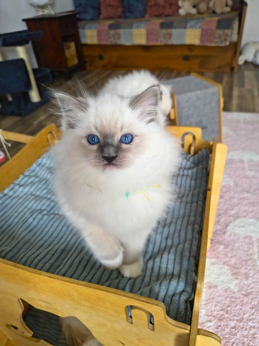 Uroczy kocurek Ragdoll szuka kochającego domu