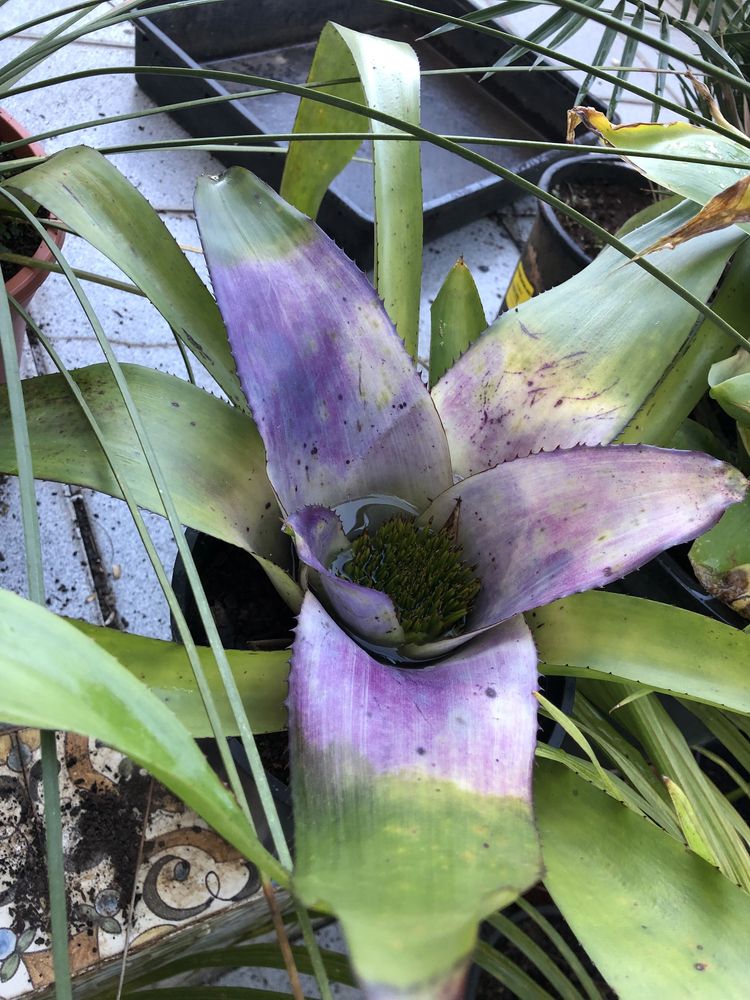 Palmeiras pequenas e juvenis, agaves e bromélias