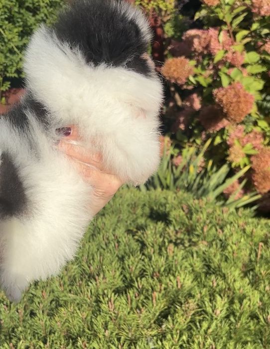 Szpic miniaturowy pomeranian suczka biala czarna