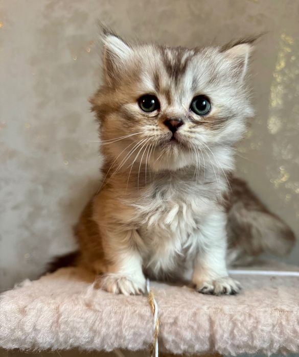 Котики мраморна шиншила