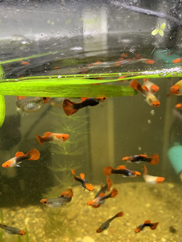Guppys koi linha pura