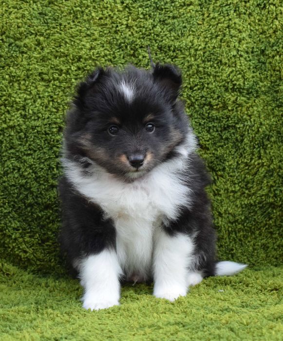 Owczarek szetlandzki sheltie z metryką ZKwP/ FCI