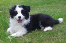 Border Collie - ZKwP/FCI śliczny piesek po Championach
