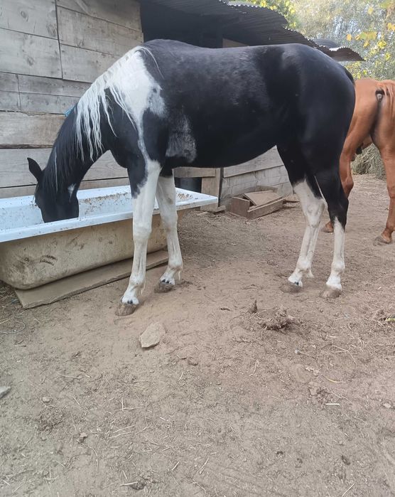 Cavalo capado montado