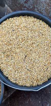 Пшениця дешево Полтава