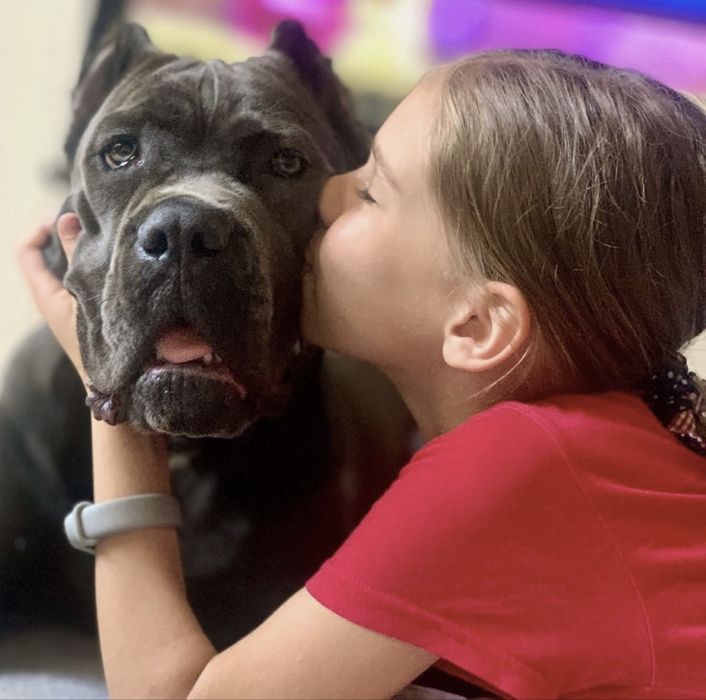 Щеночки офіційного питомника-Cane corso Italiano