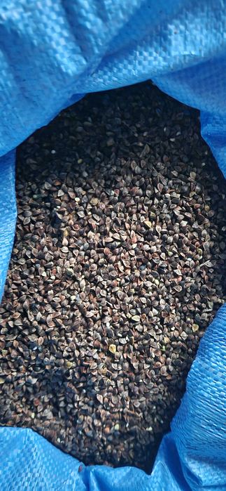 Gryka MHR Smuga – na siew i kaszę