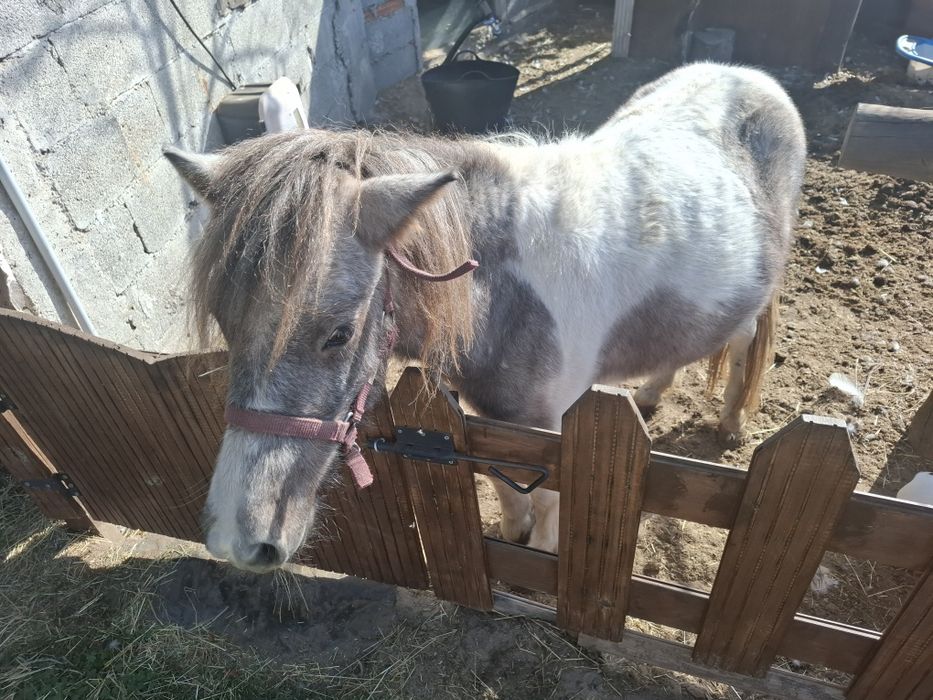 Vendo poney shetland