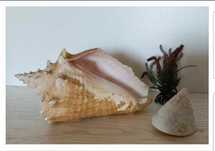 Раковины Ракушки Аквариум