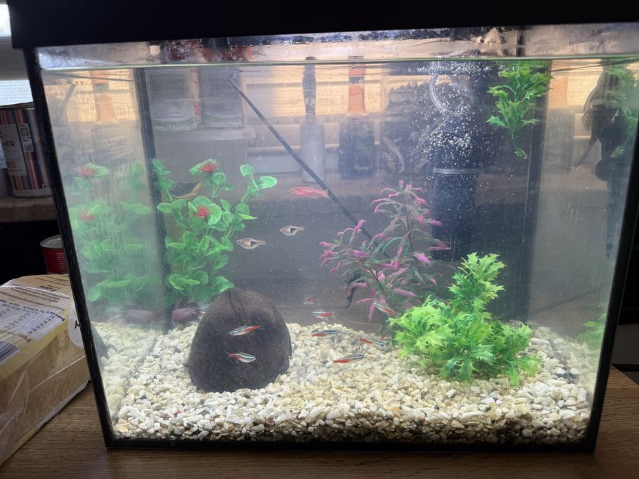 Akwarium wraz z rybkami