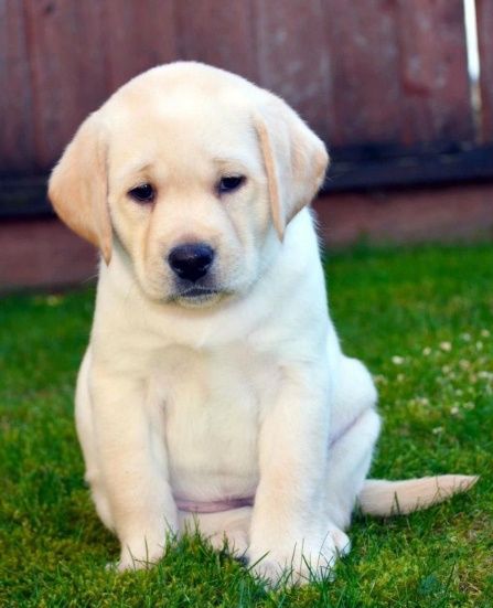 Шоколадный Лабрадор мальчики и девочки Палевый и Черный окрас
