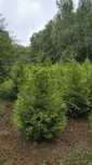 Tuja tuje thuja Brabant 150-170