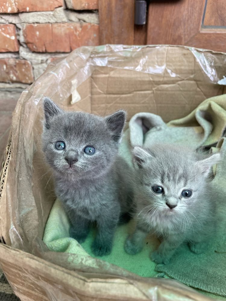 Віддам в добрі руки