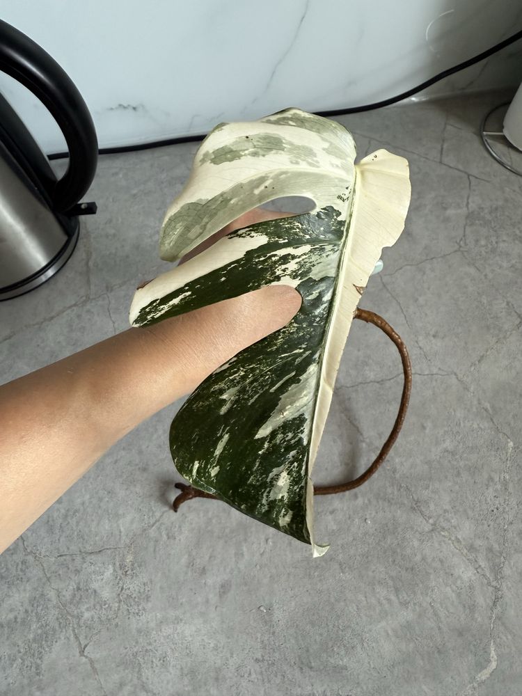 Monstera variegata pędówka