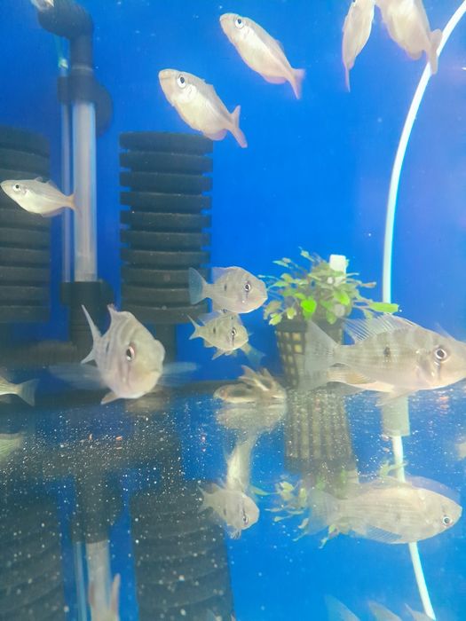 Acarichthys Heckelii  5-6 cm