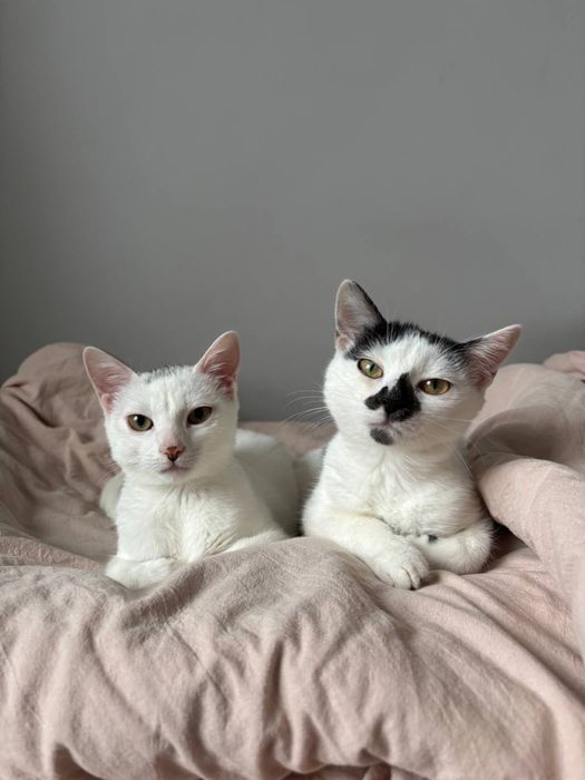 Кошеня Котенок 3 місяці Киев Київ дівчинка
