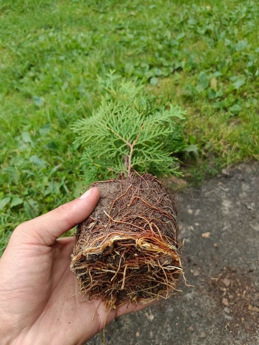 Продам тую колумна, брабант, літл гігант, бересклет