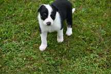 Szczeniaki border collie