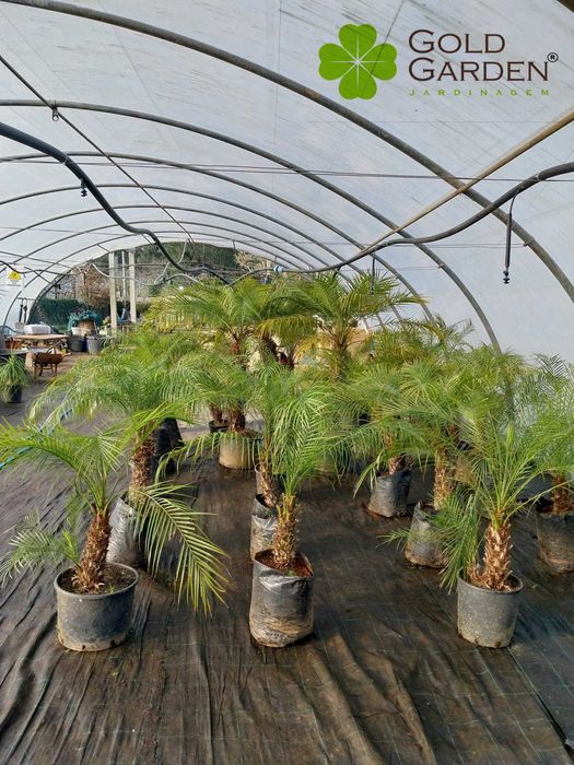 Escolha já a sua palmeira! Jardim / Plantas / Árvores