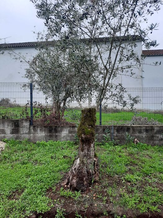 Vendo oliveiras galegas