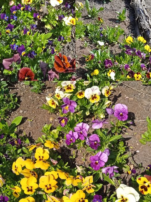 Традисканция цветущая, роза, цветы