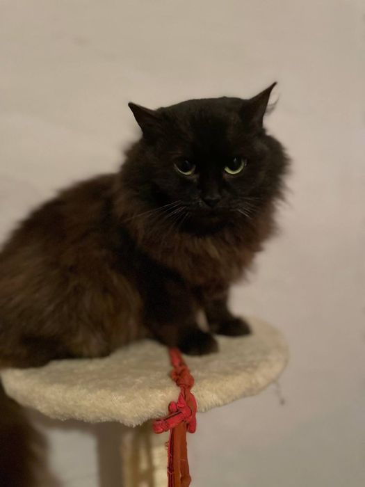 Тендітна красуня Пепсі шукає дім