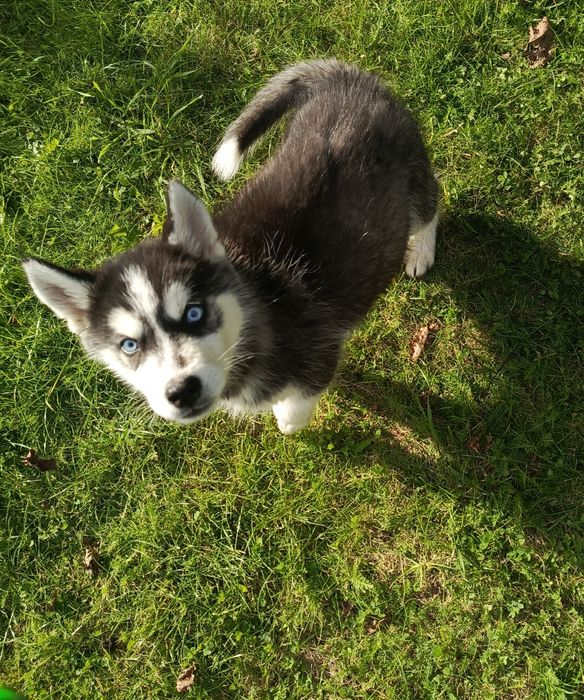 Husky syberian szczeniak
