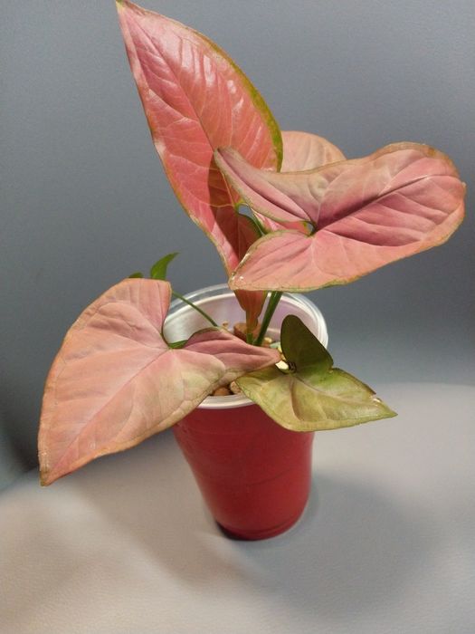 Syngonium Orm Nak