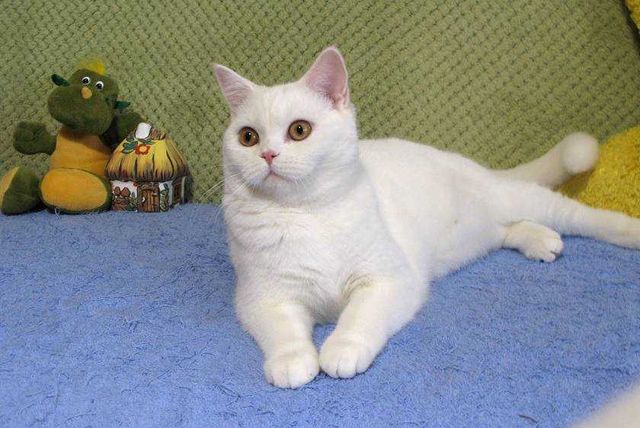 Шотландская кошечка-красавица в белом окрасе. Чудесный характер!