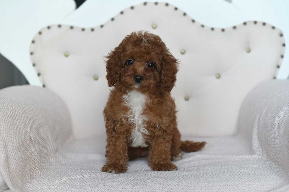 Pudel toy-czerwony chopiec