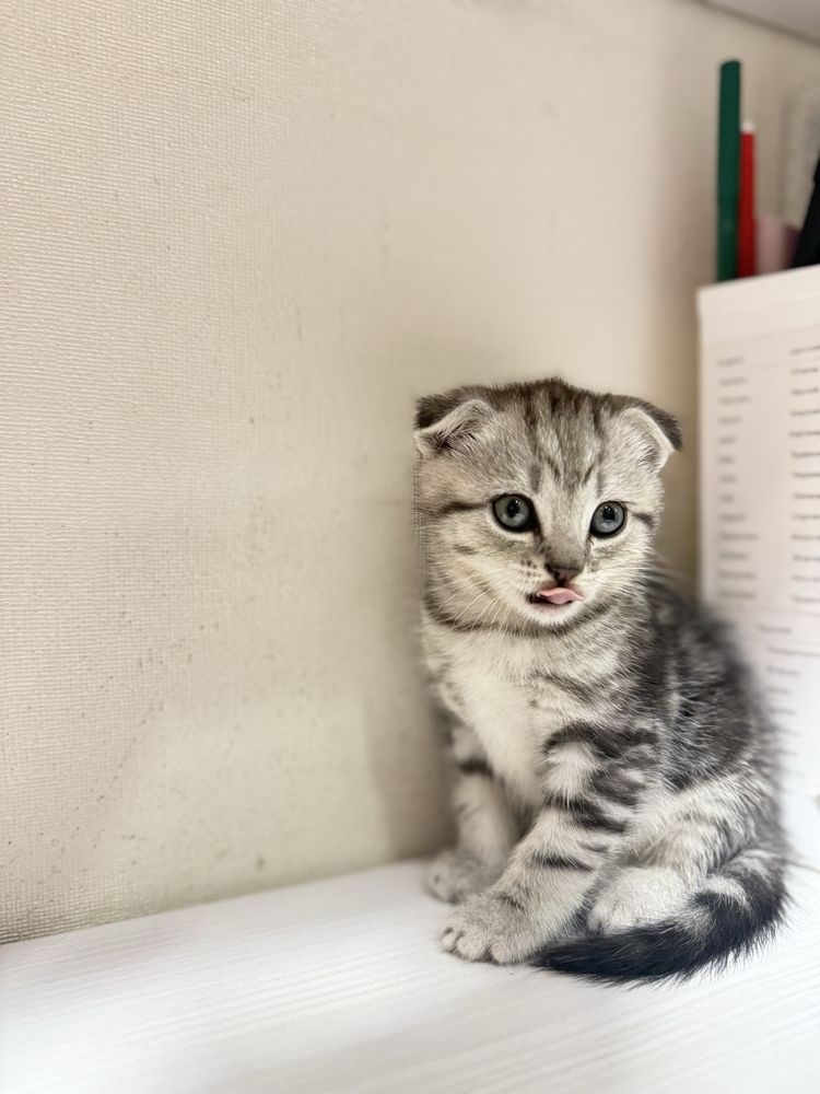 Шотландські кошенята , шотландские вислоухие котята