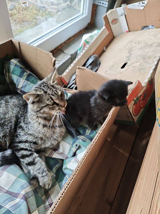 Шотландські кошенята