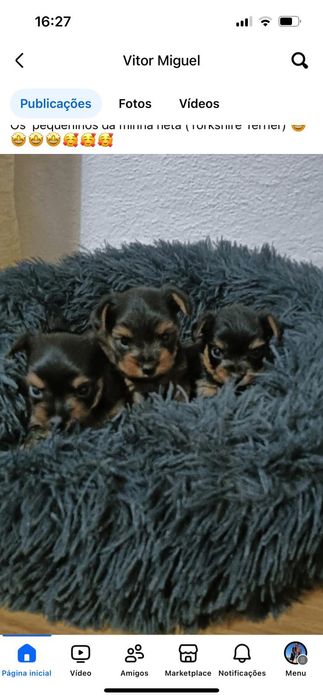 Yorkshire Terrier super minis