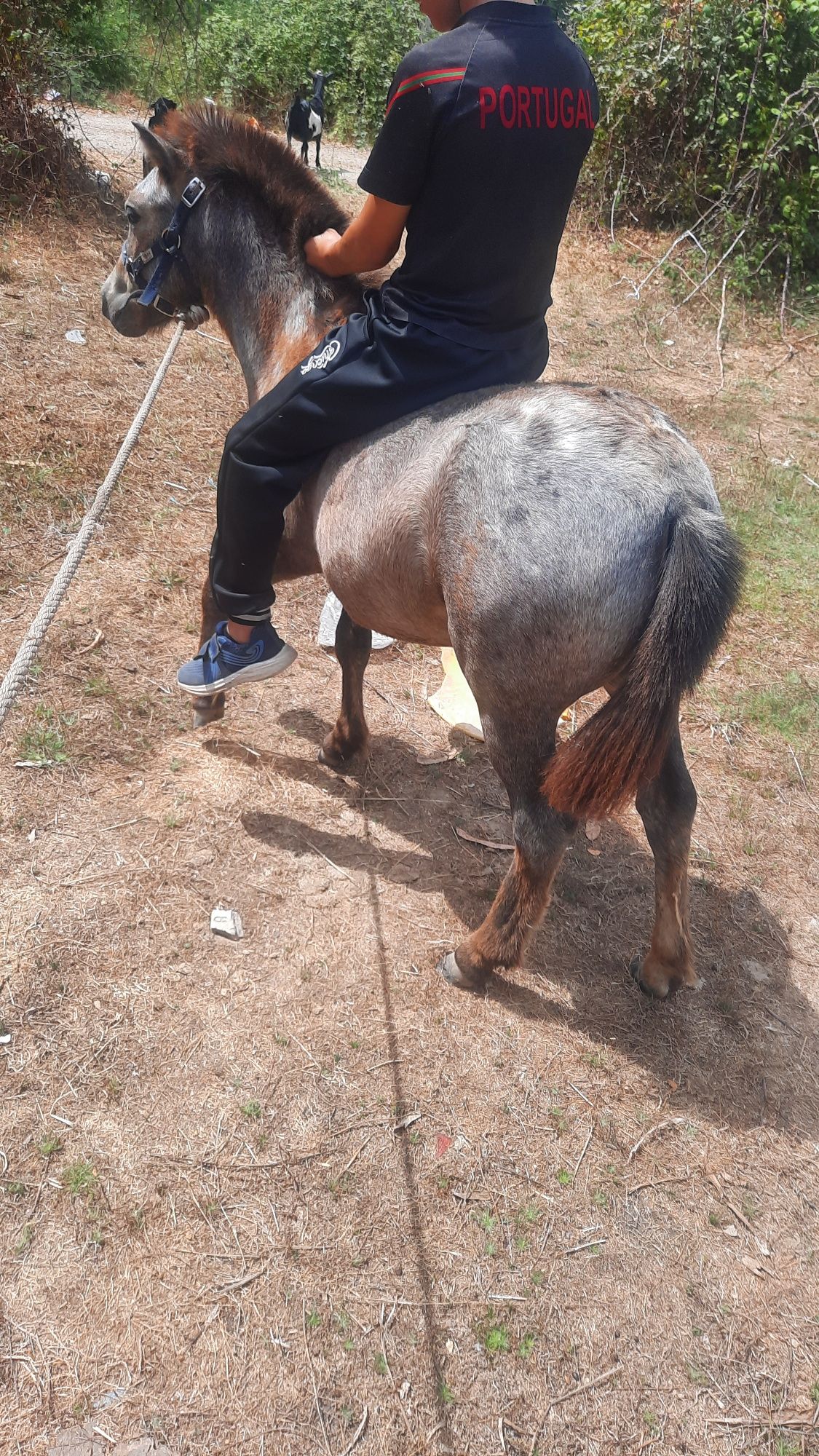 Ponei apaluso 8 meses