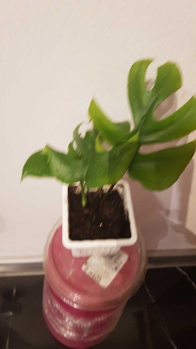 Monstera MINIMA rhaphidophora tetrasperma 3w1