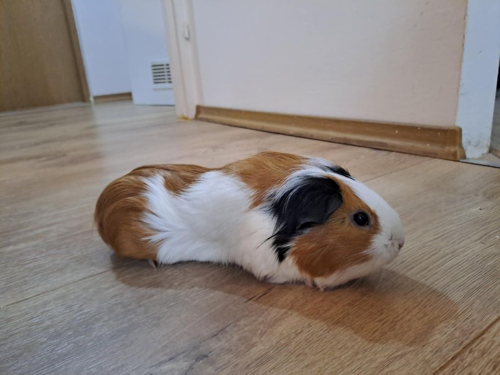 Swinka morska samiczka