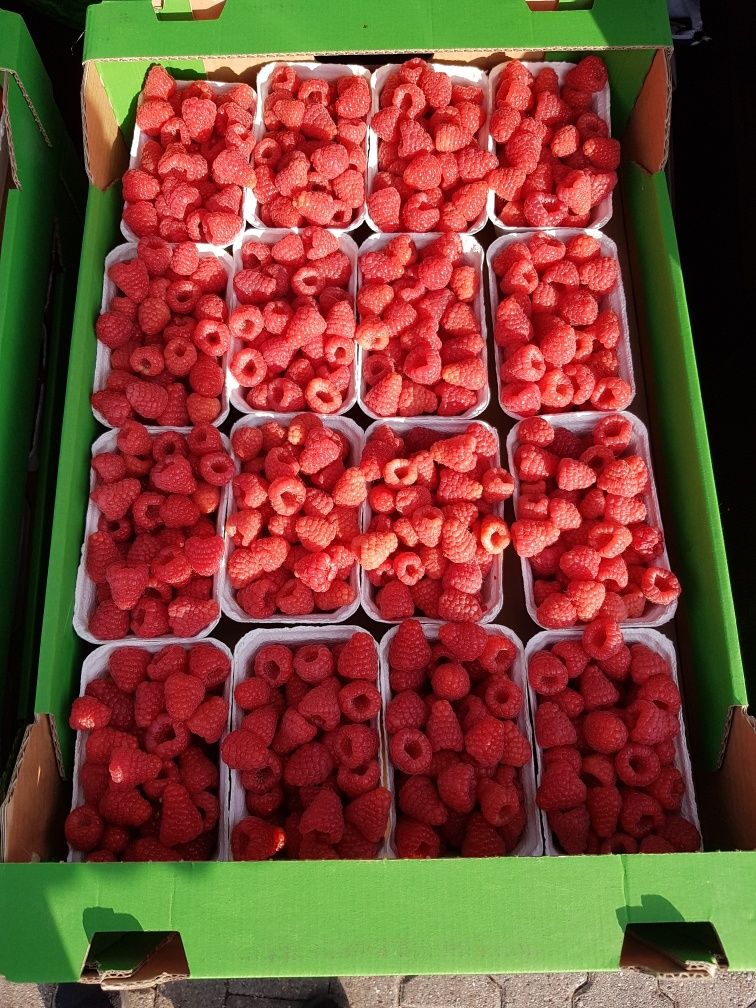 maliny tunelowe  sprzedam 20 pln/kg   praca przy malinach
