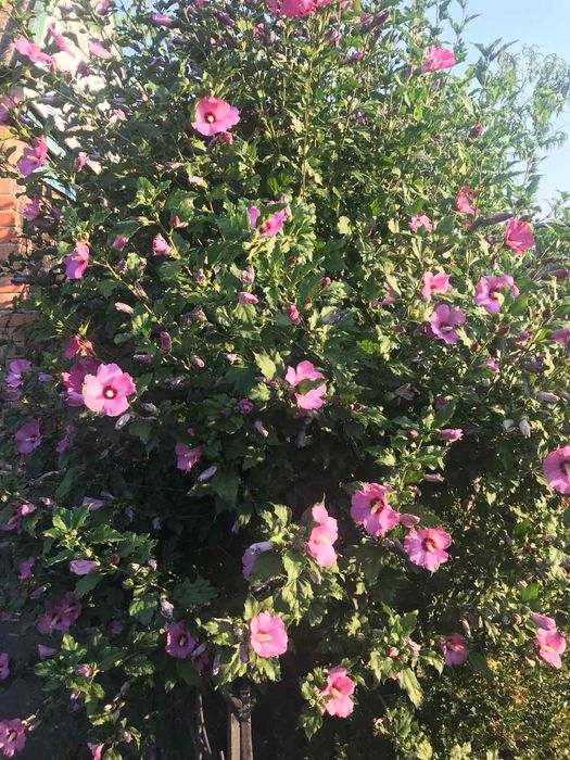 Садові квіти / садовые цветы не дорого