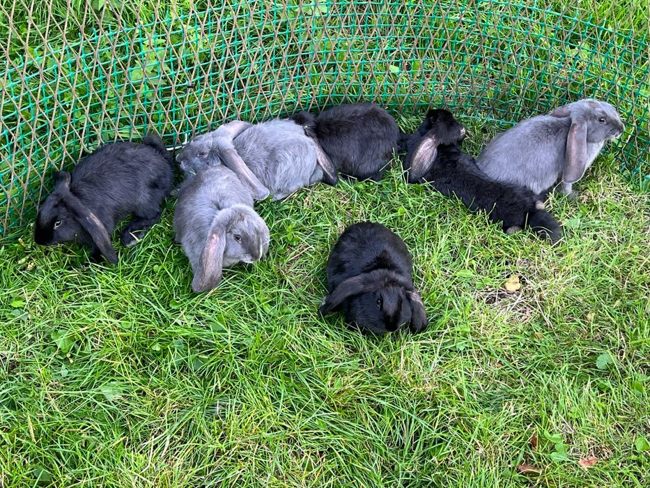 króliki barany francuskie 3 miesięczne samice i samce