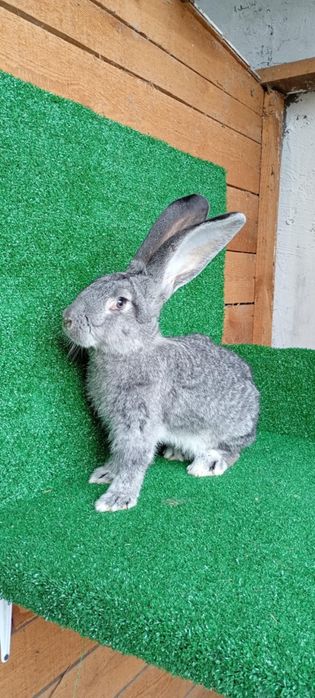 Samiczki belgijski olbrzym belg