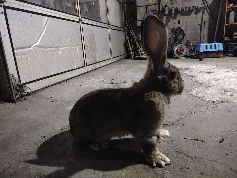 Samiec olbrzym belgijski