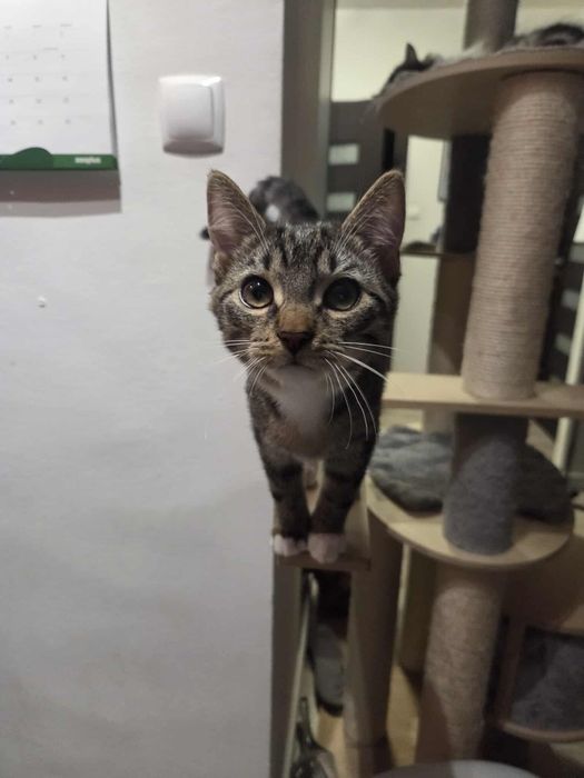 Brzęczyk – mały traktorek, który mruczeniem podbije Twoje serce
Poznań