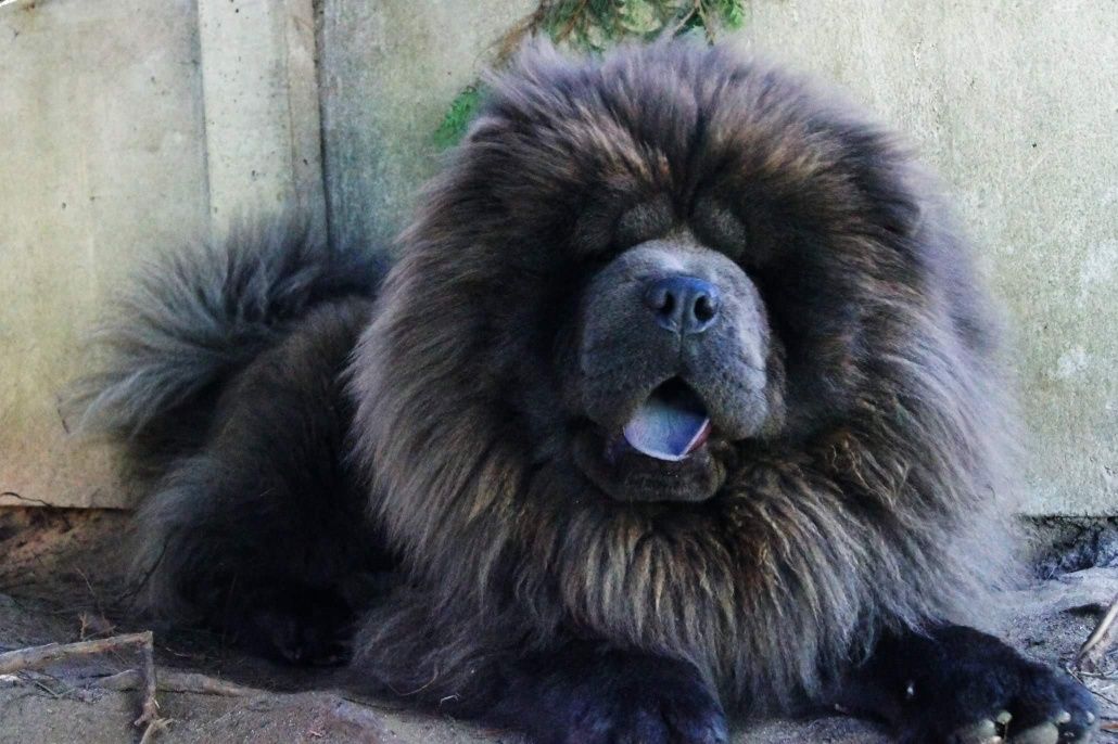 Chow chow szczeniak