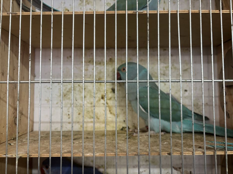 Sprzedam aleksandrety obrożne