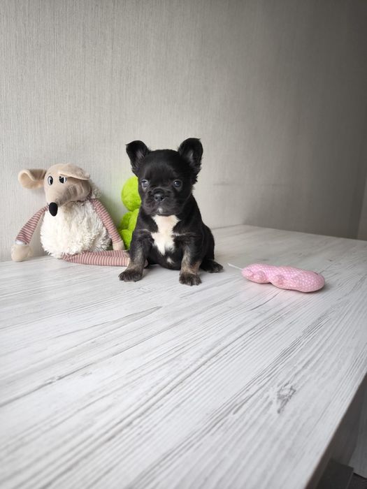 Флаффі дівчинка французский бульдог