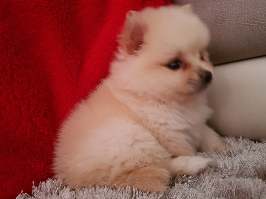Spirz Anão  Lulu Branco   da pomerânia Anão  Spitz Anão   Alemão Anão