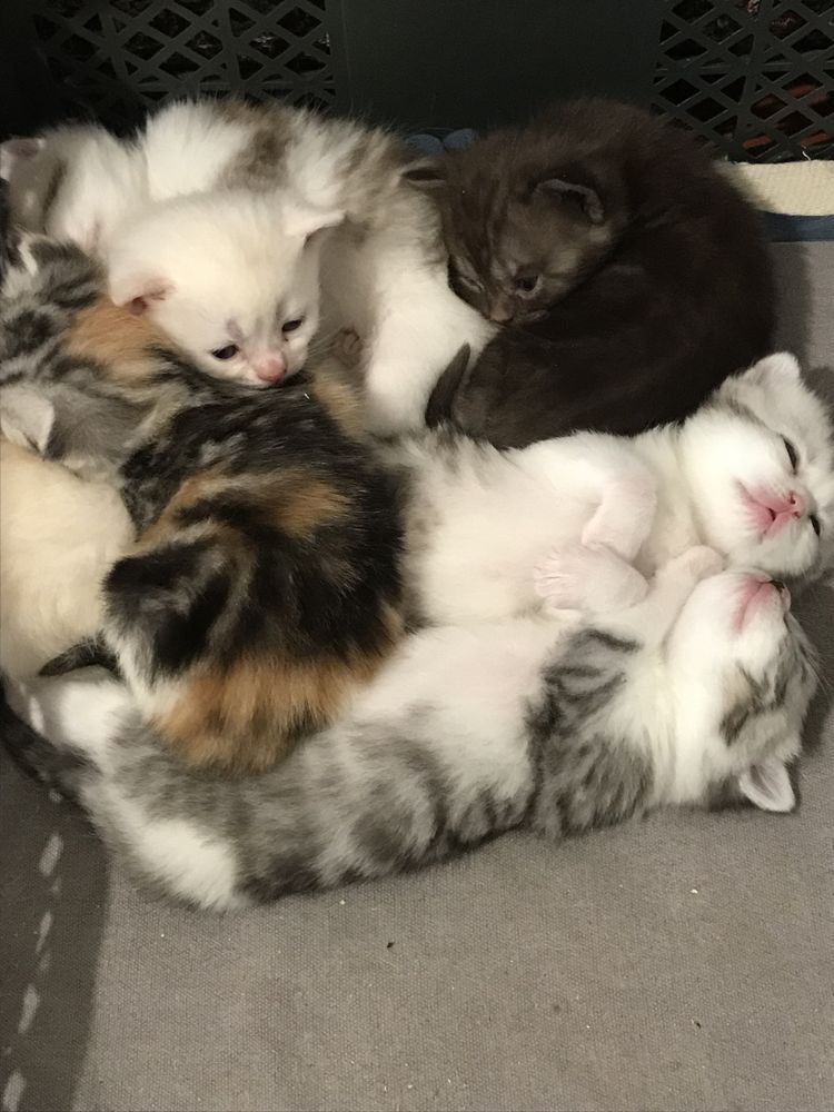 Шотландські кошенята