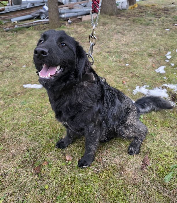 Собака метис чорного ретривера хлопчик в добрі руки