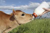Сухе молоко для телят поросят козенят животных для выпаивания