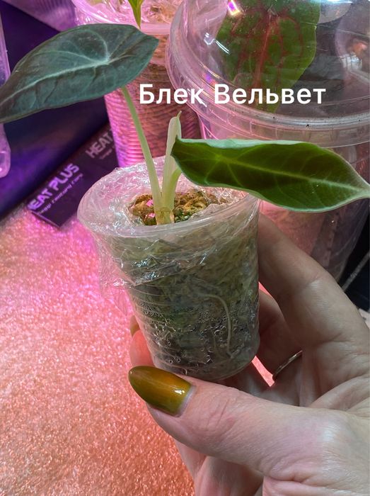 Продам алоказію от 100 грн